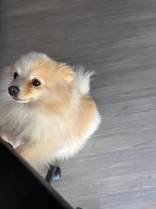 Foto do Pudim, um lulu da pomerânia